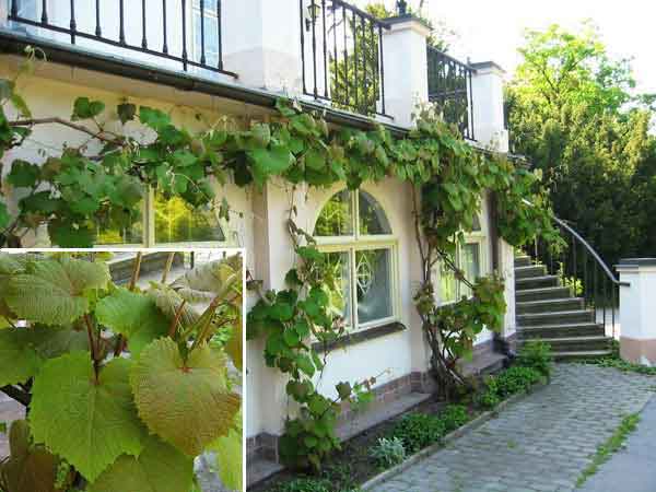 Vitis coignetiae /Réva Coignetové/