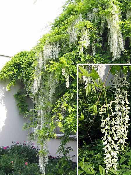 Wisteria floribunda 'Alba' /Vistárie květnatá (bílá)/