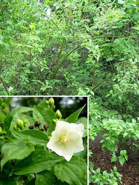 Philadelphus x polyanthus 'Norma' /Pustoryl květnatý/