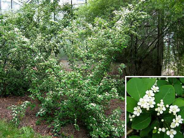 Cotoneaster multiflorus  /Skalník mnohokvětý/
