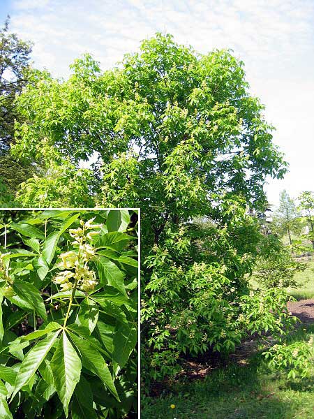 Aesculus glabra  /Jírovec lysý/