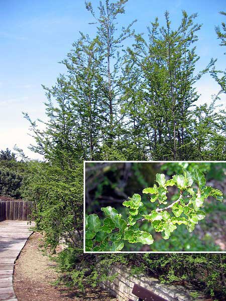 Nothofagus antarctica  /Pabuk antarktický/