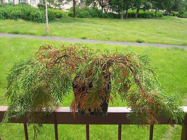 Microbiota decussata /Mikrobiota křižmovstřícná/