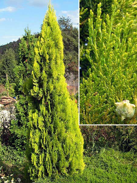 Thuja orientalis 'Elegantissima' /Zerav východní/