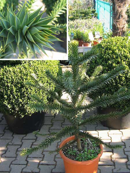 Araucaria araucana /Blahočet chilský/