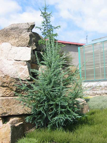 Larix kaempferii 'Blue Rabbit' /Modřín Kaempferův ( japonský)/