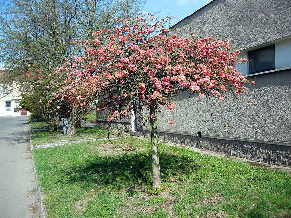 Chaenomeles x superba /Kdoulovec nádherný/
